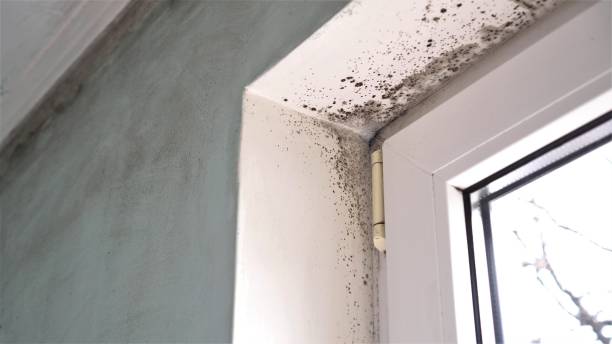 Why You Should Choose Our Mold Remediation Services in Blytheville, AR